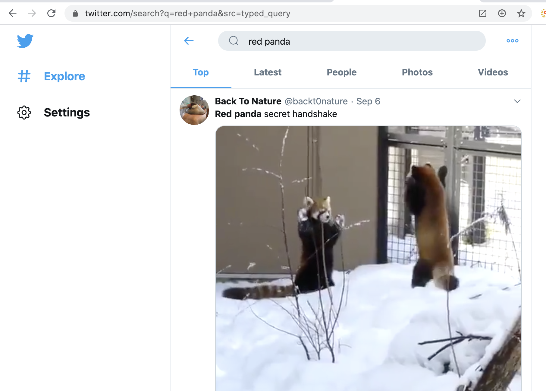 Twitter likes red pandas and so do I